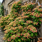 Hortenzia popínavá (Hydrangea anomala glabra) ´CRUG CORAL´- výška 40-60 cm, kont. C2L